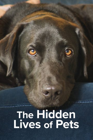 The Hidden Fox ( 2022 )